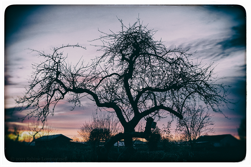 499 Apfelbaum mit Sonnenuntergang