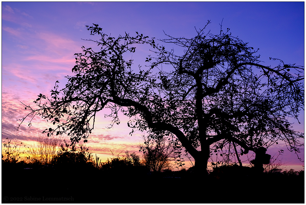 499 In der Bünte – Sonnenuntergang hinterm Apfelbaum I