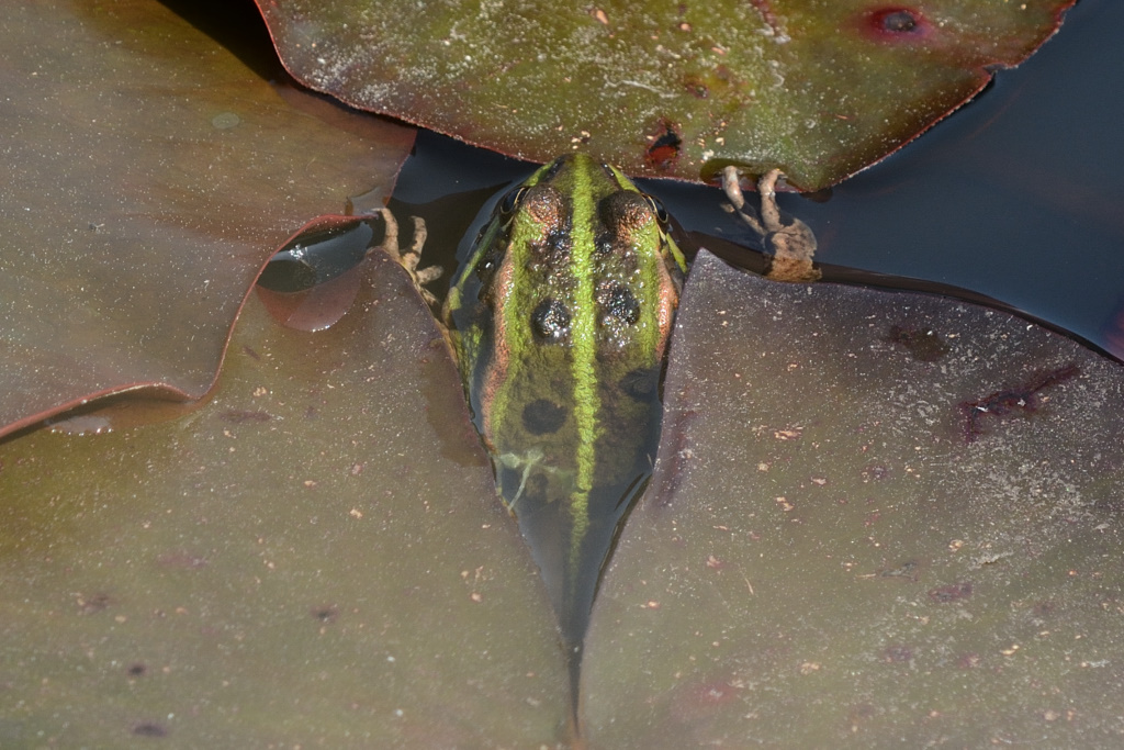 5% Frosch