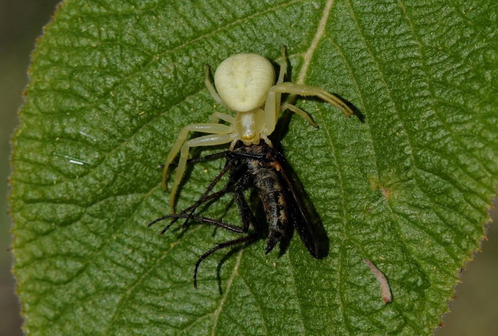 5 Veränderliche Krabbenspinne