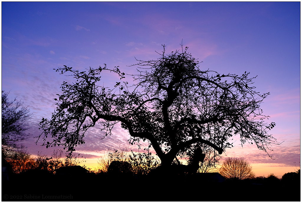 500 In der Bünte – Sonnenuntergang hinterm Apfelbaum II