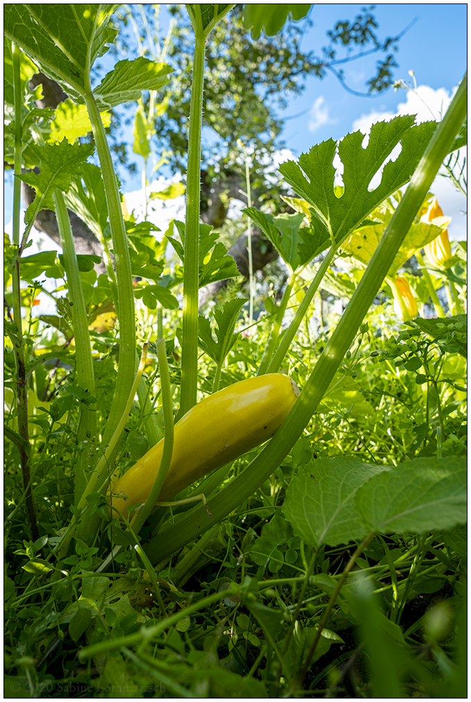 505 Sommer in der Bünte – Gelbe Zucchini im großen Gemüsebeeet