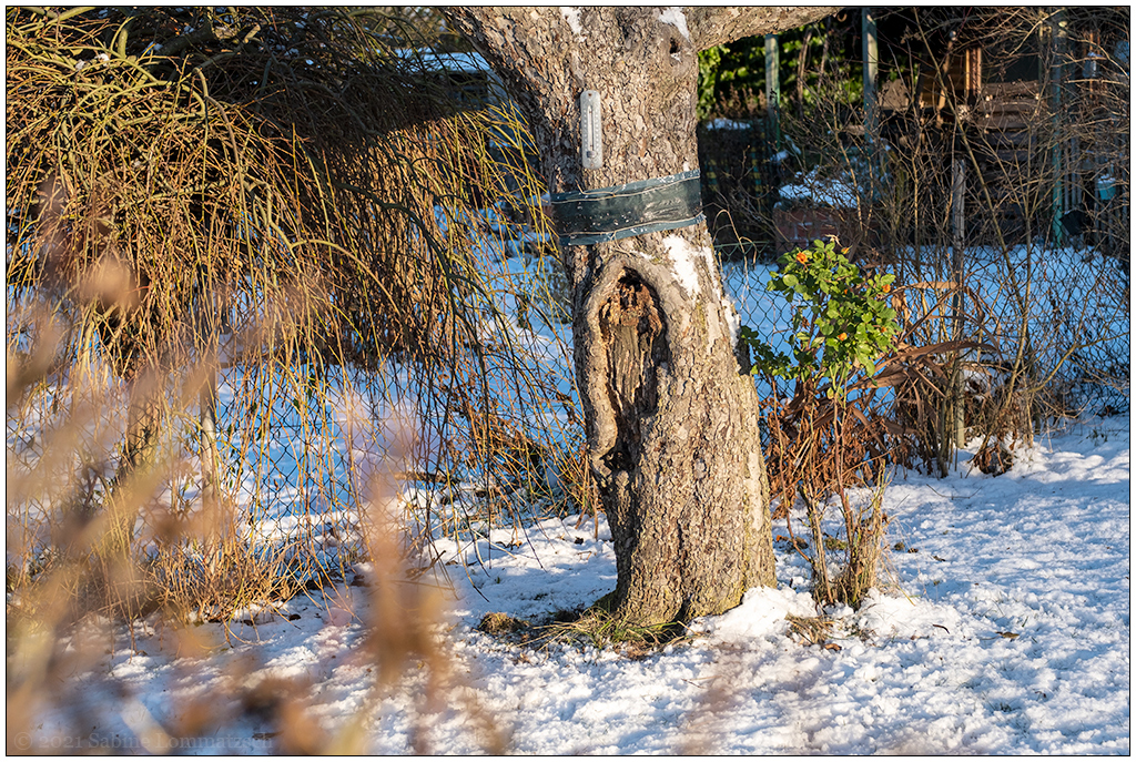 505 Winter im Schrebergarten