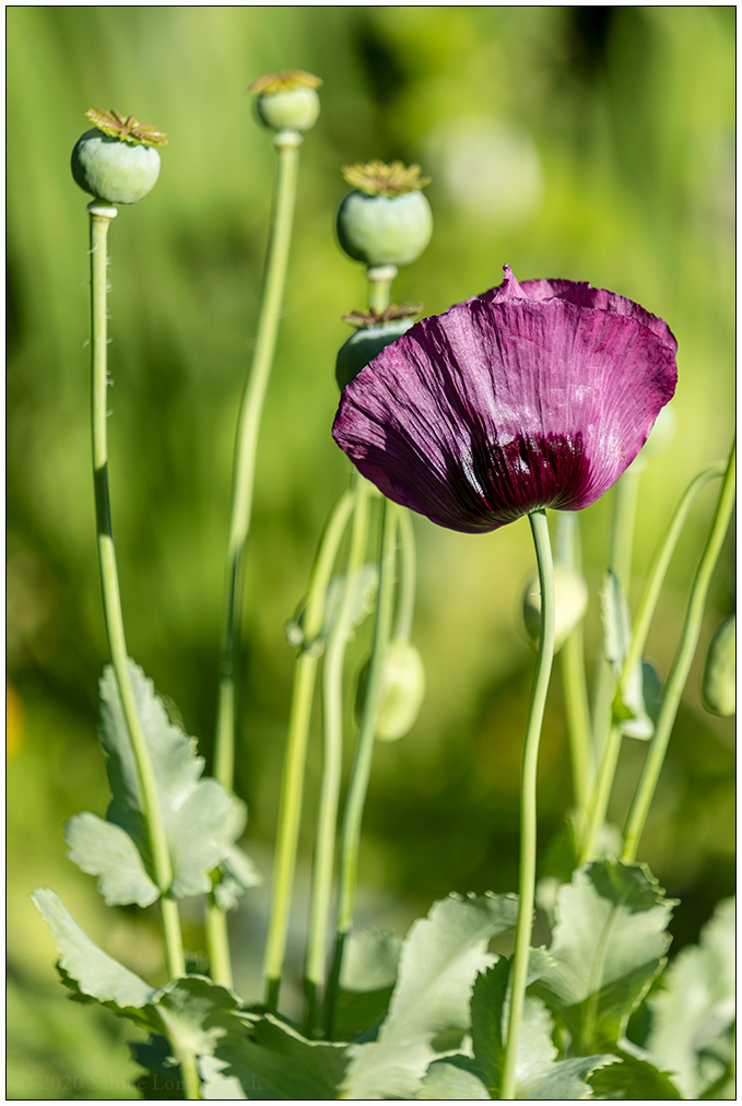 506 Sommer in der Bünte – Lila Mohn im großen Gemüsebeet