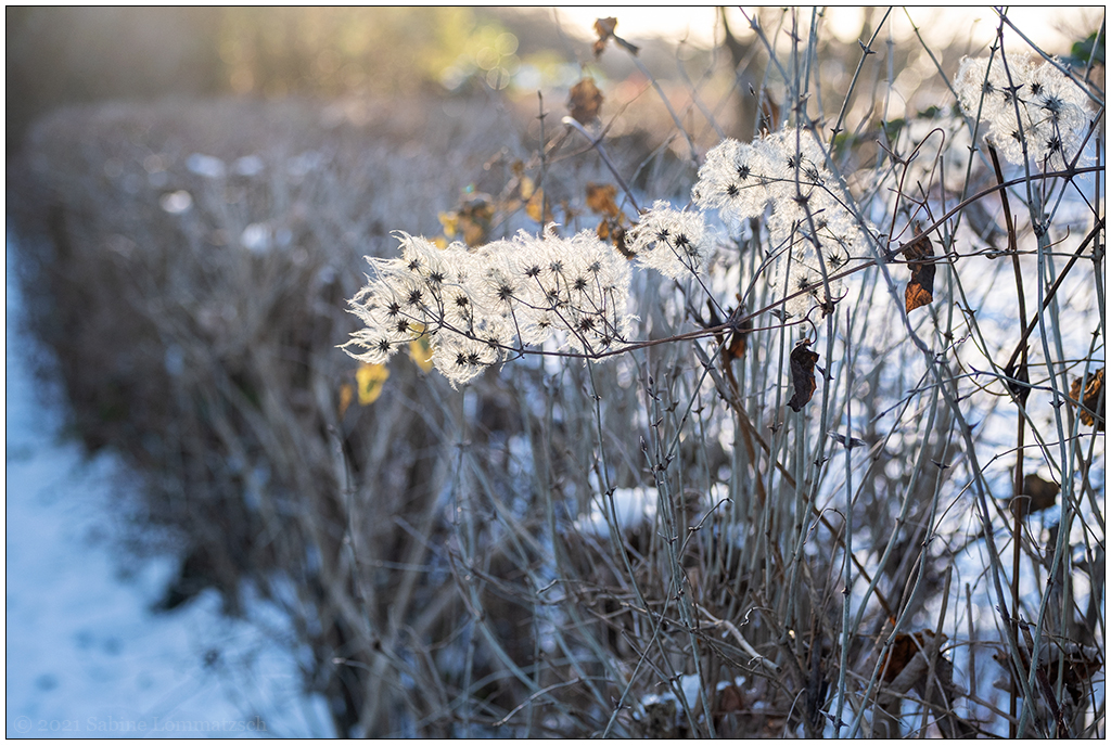 506 Winterspaziergang im Schrebergartengelände I