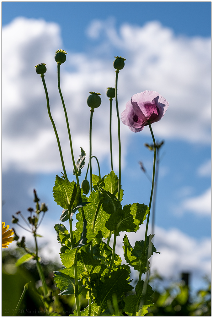 507 Sommer in der Bünte – Lila Mohn mit Himmel