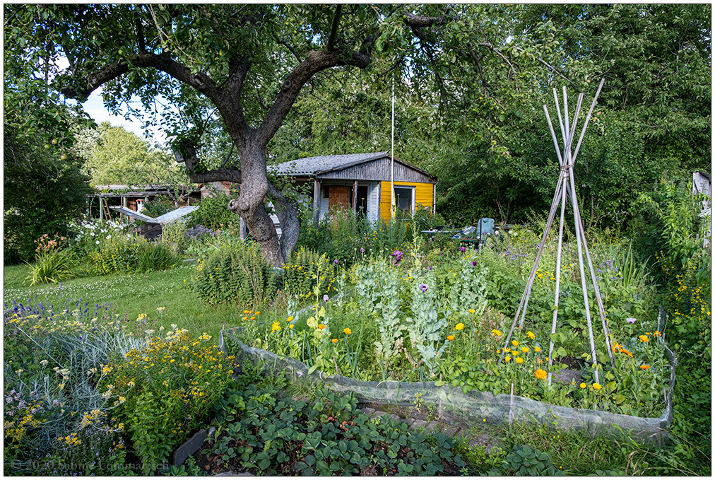 508 Sommer in der Bünte – Gemüsebeet mit Gartenhütte im Hintergrund