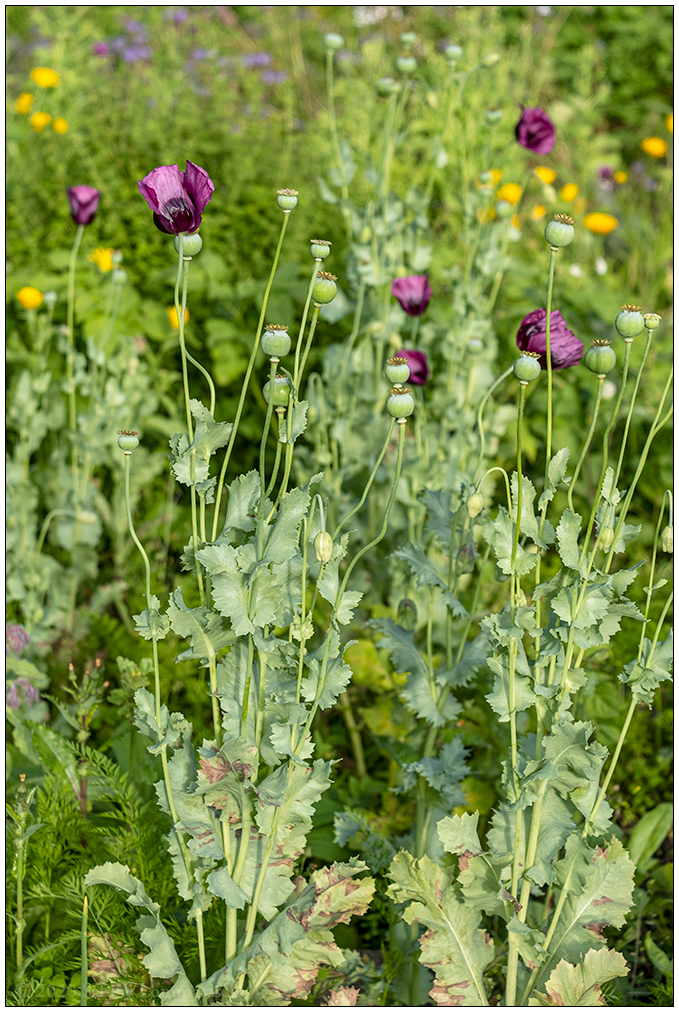 509 Mohn im Gemüsebeet