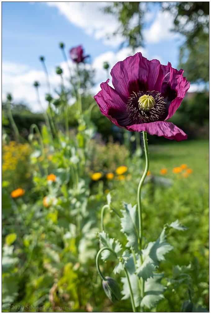 510 Mohn mit Ringelblume