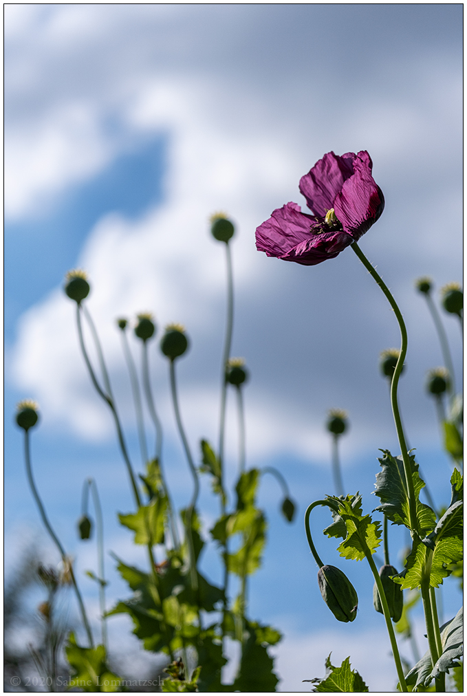 511 Mohn mit Himmel