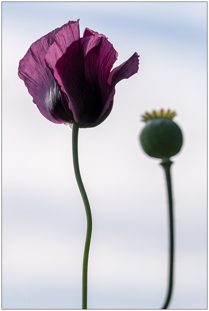 512 Mohn Duo