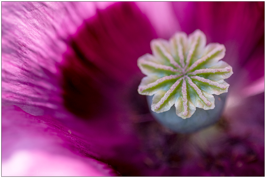 513 Mohnblüte