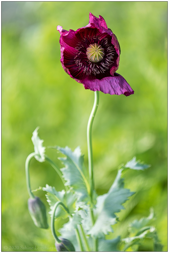 514 Mohn im Grünen