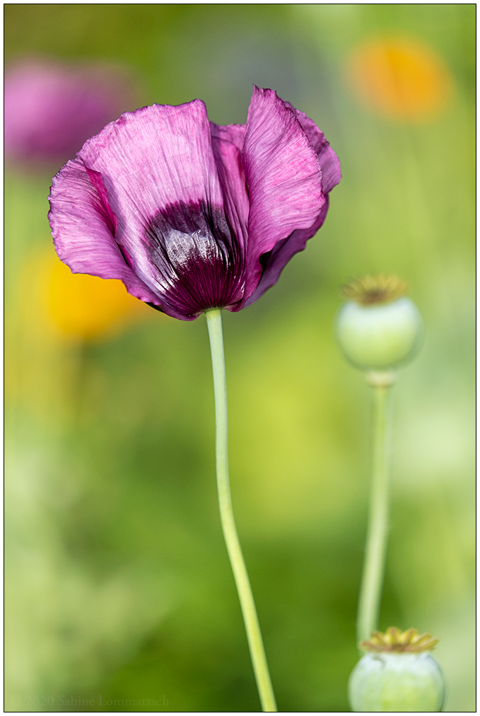 515 Mohn glänzend