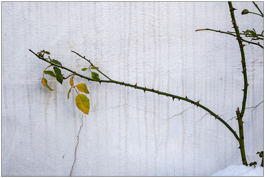 515 Rose an Hauswand
