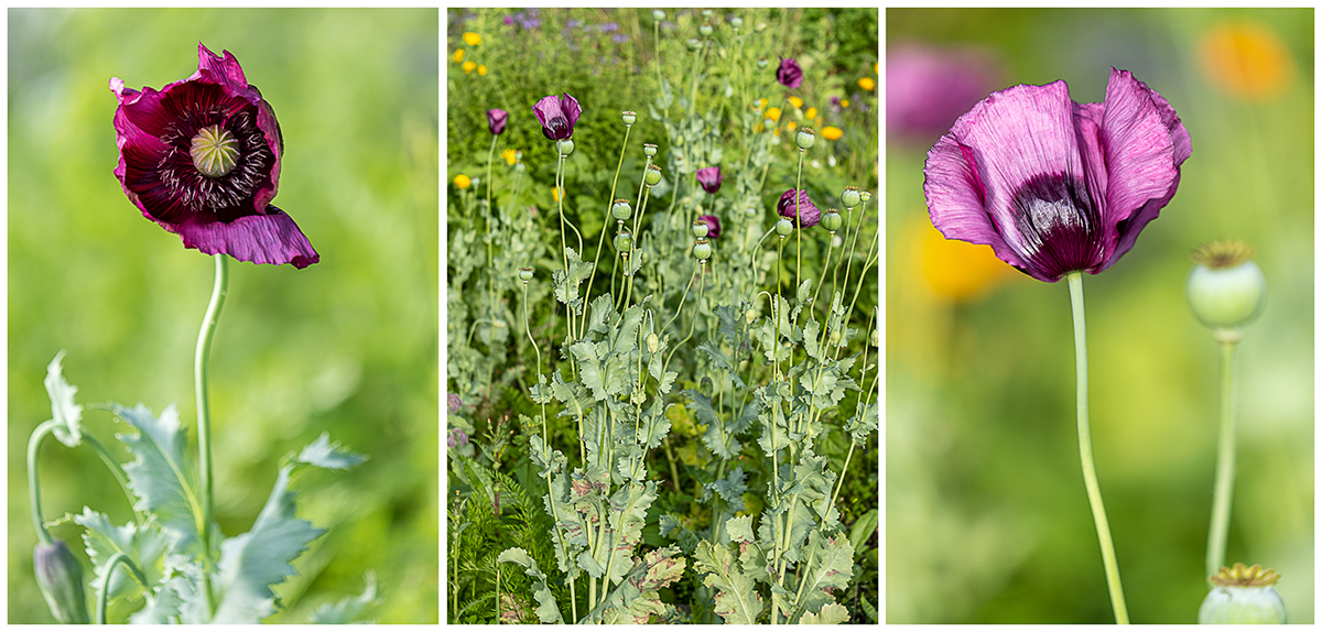 516 Mohn Triptychon