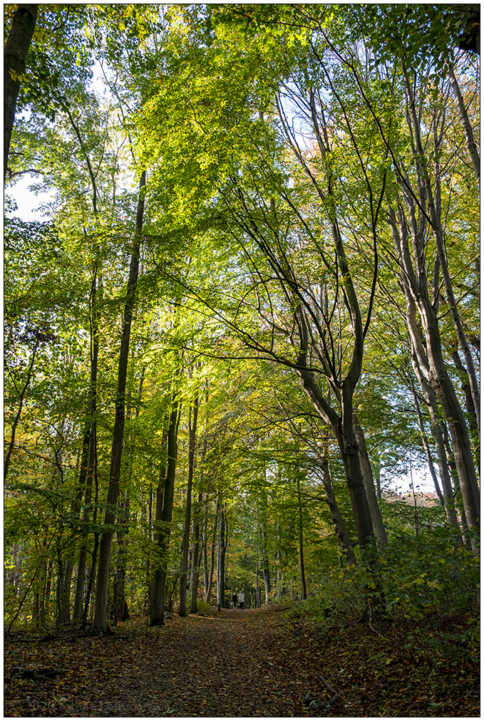 527 Fotospaziergang – Düsternbrooker Gehölz I
