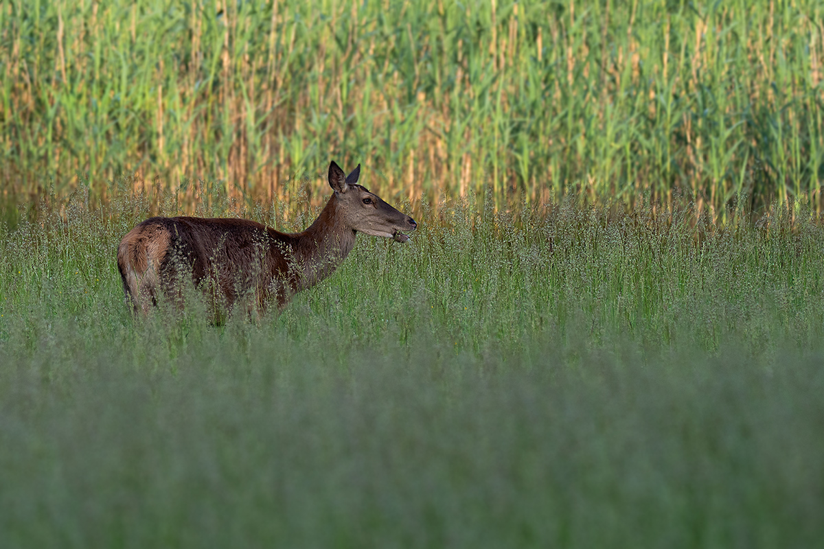 5270160bearbklein