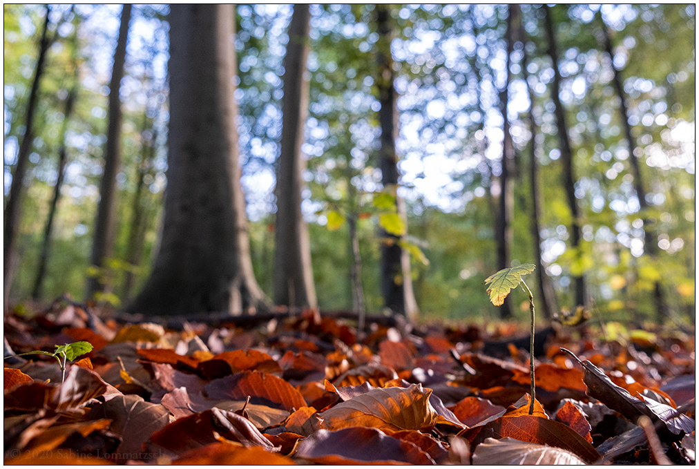 528 Fotospaziergang – Düsternbrooker Gehölz II