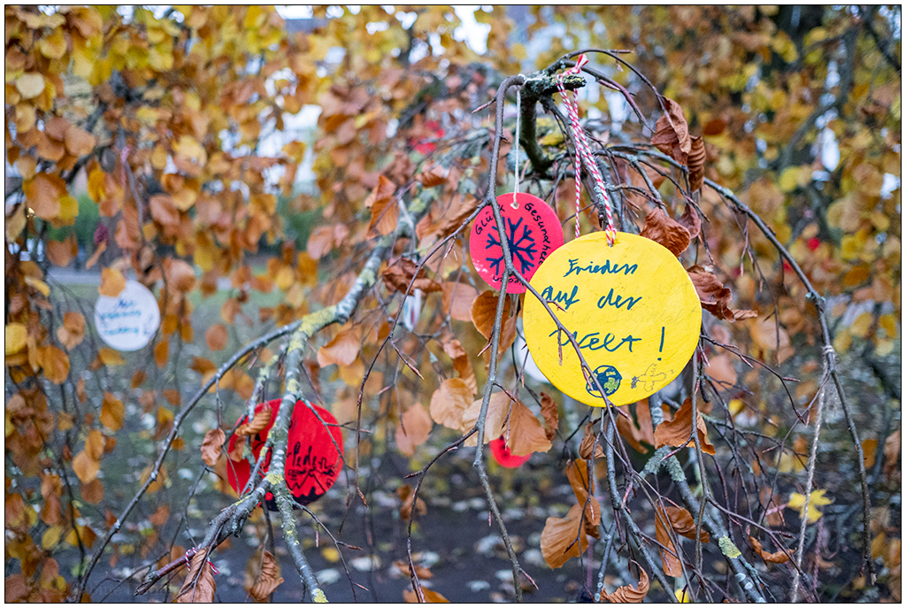 528 Wunschbuche im Kieler Schrevenpark – Frieden auf der Welt