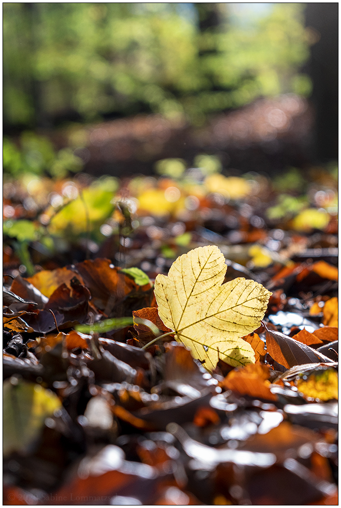 530 Fotospaziergang – Düsternbrooker Gehölz IV