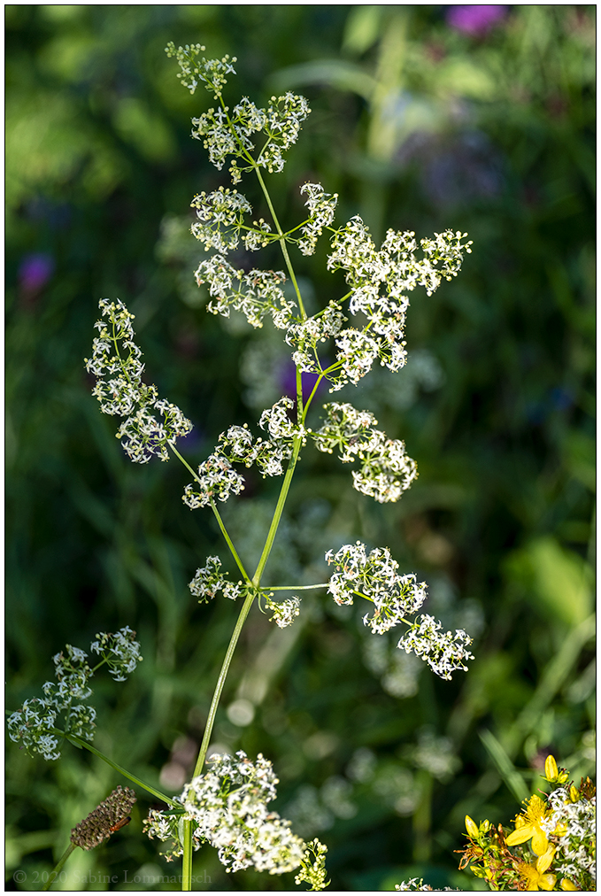531 Sommer im Bienenbeet