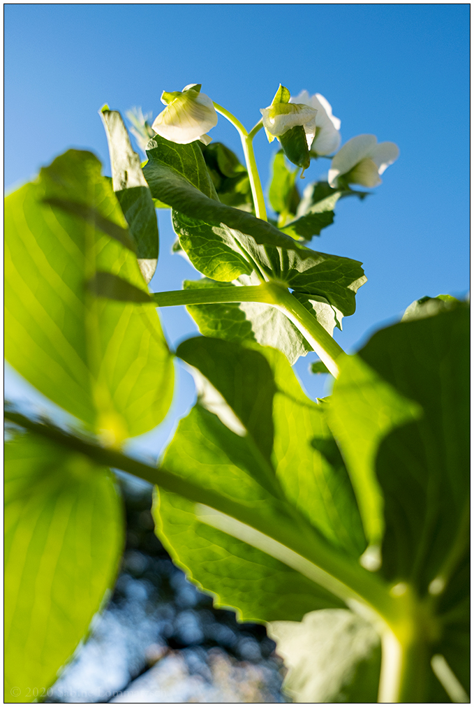 534 Erbsenblüten