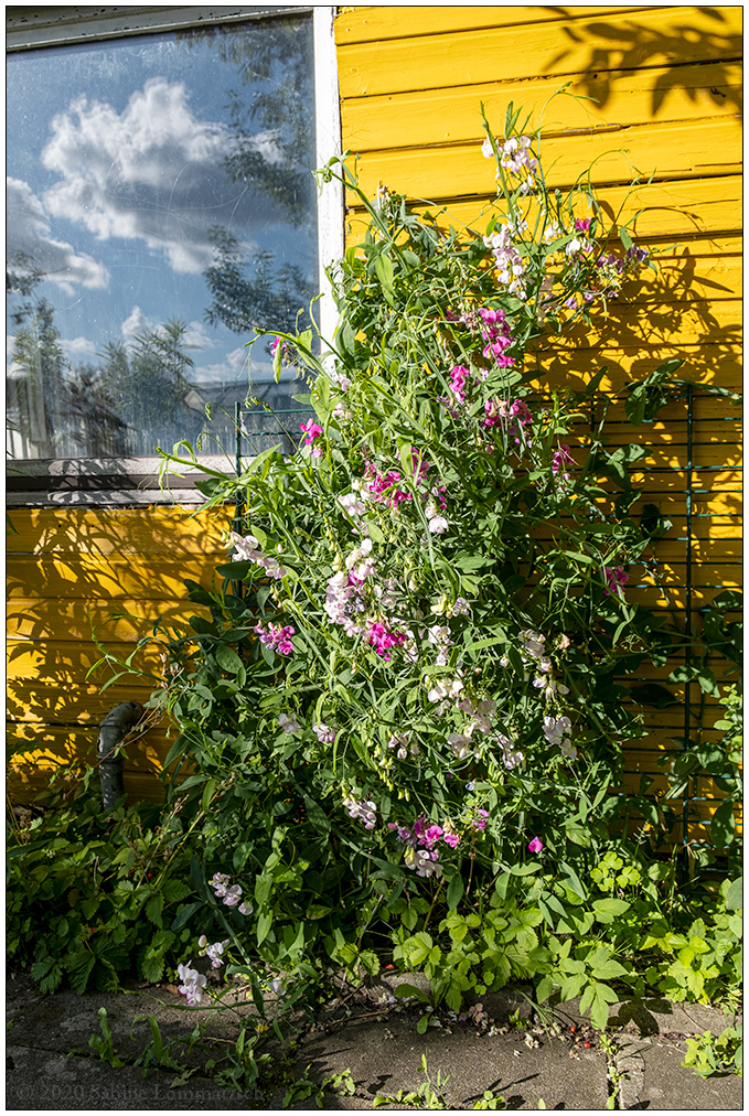 538 Wicke an Gartenhütte