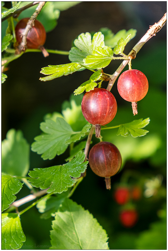 539 Rote Stachelbeeren