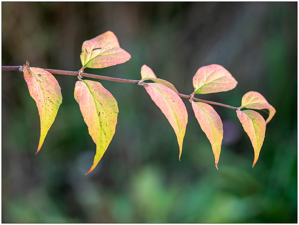 540 Herbstblätter
