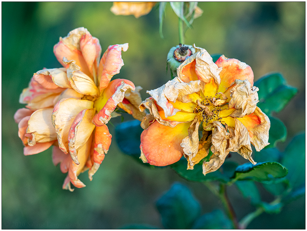 545 Verblühte Rose