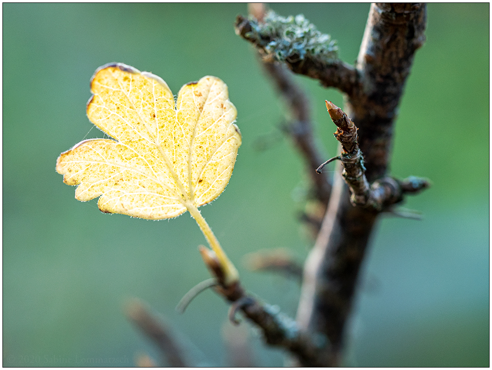 546 Letztes Blatt am Stachelbeerstrauch