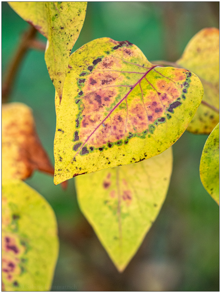 547 Herbstblatt