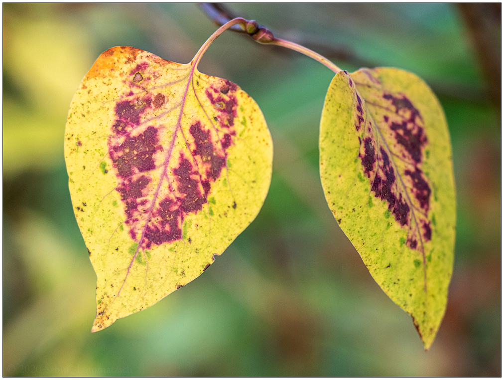 548 Herbstblätter