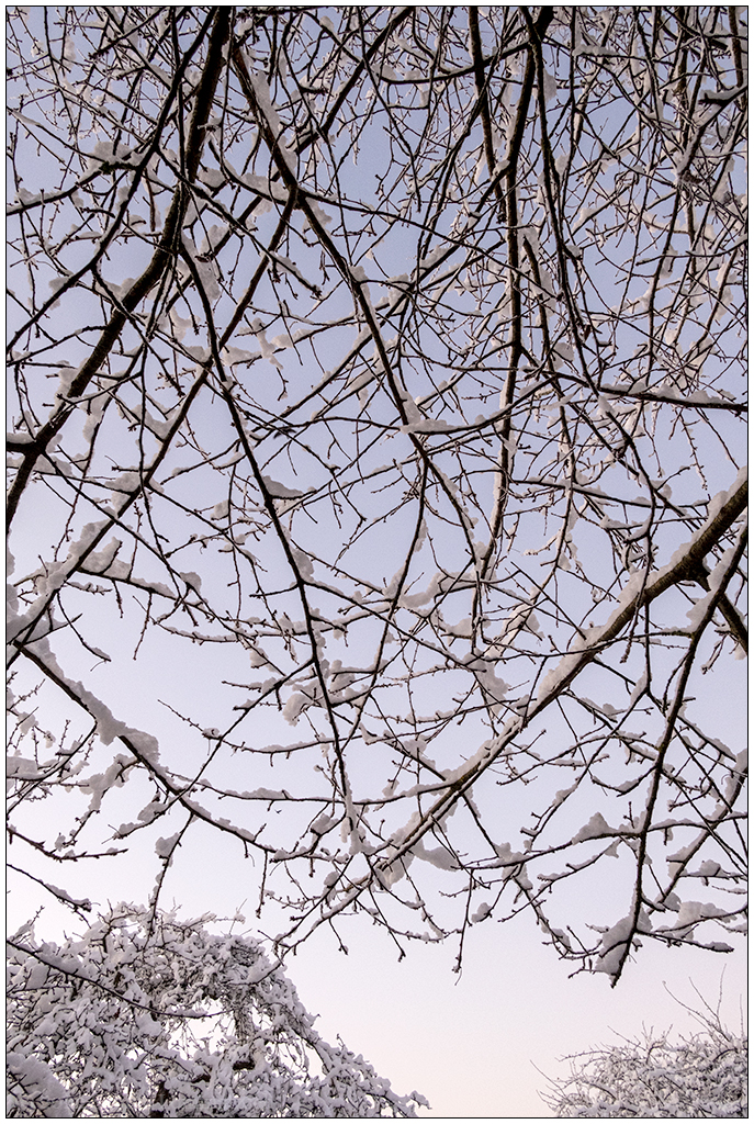 554 Schrebergarten – Winterzauber Kirschbaum