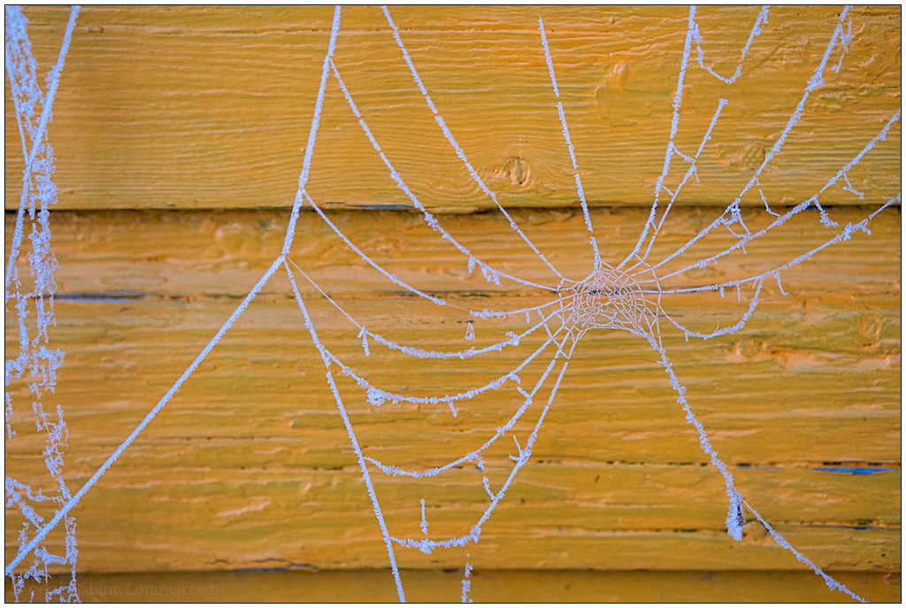 555 Schrebergarten – Winterzauber Spinnennetz