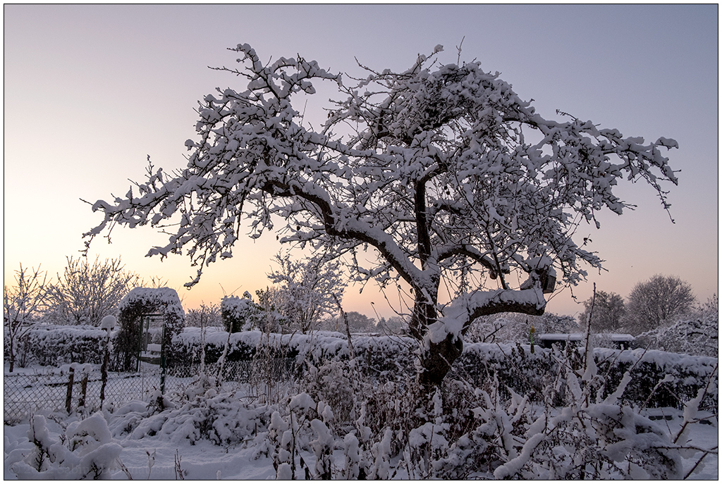 556 Schrebergarten – Winterzauber Apfelbaum