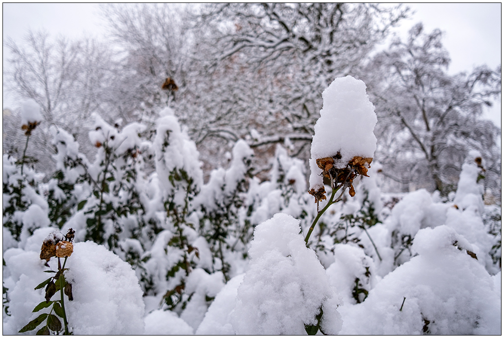 557 Schrevenpark – Hütchen-Winterzauber