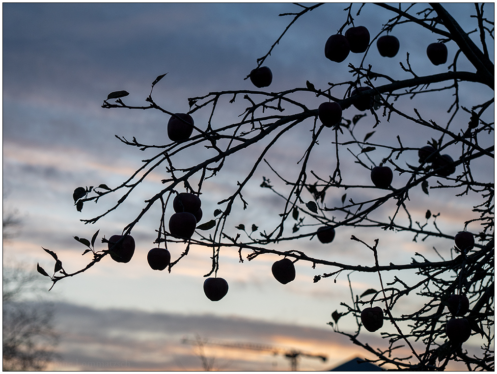 561 Fotospaziergang - Apfelbaum