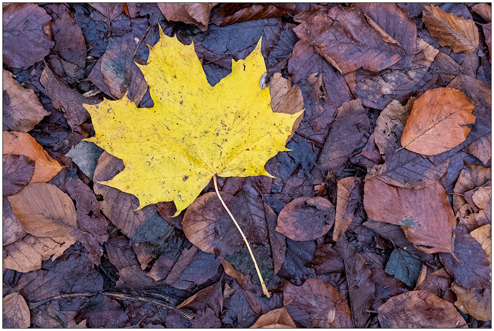 569 Gelbes Herbstblatt