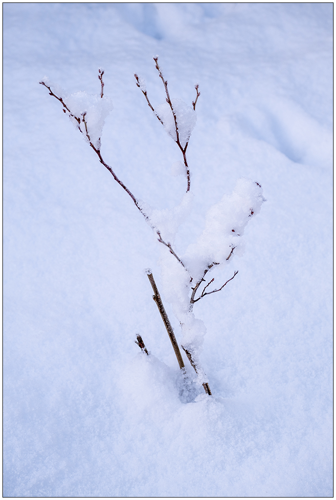576 Bünte im Schnee am 4. Advent V