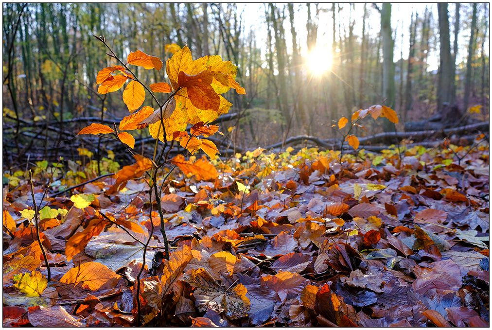 577 Herbstspaziergang im Düsternbrooker Gehölz I