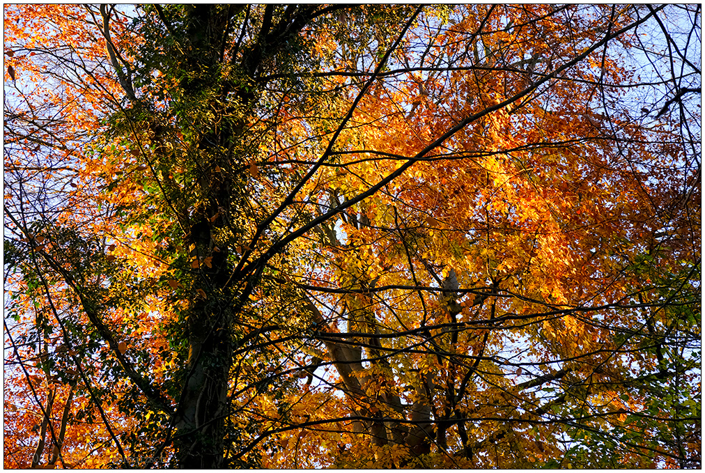 578 Herbstspaziergang im Düsternbrooker Gehölz II