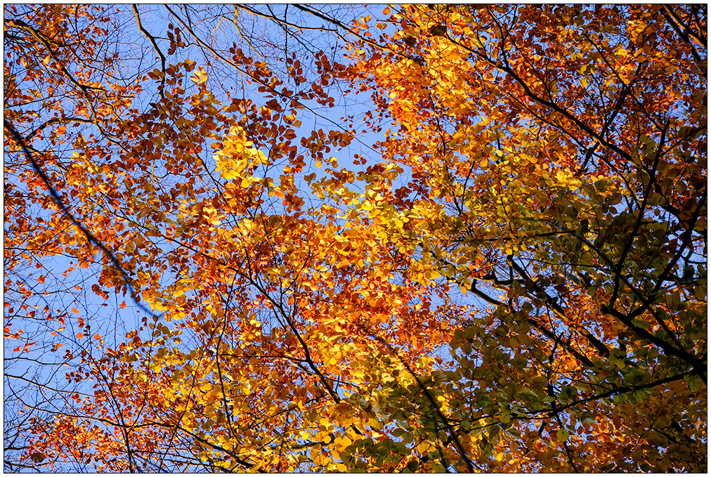 579 Herbstspaziergang im Düsternbrooker Gehölz III