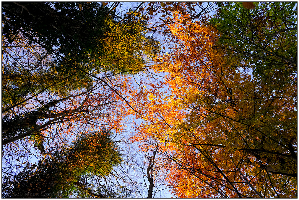 580 Herbstspaziergang im Düsternbrooker Gehölz IV