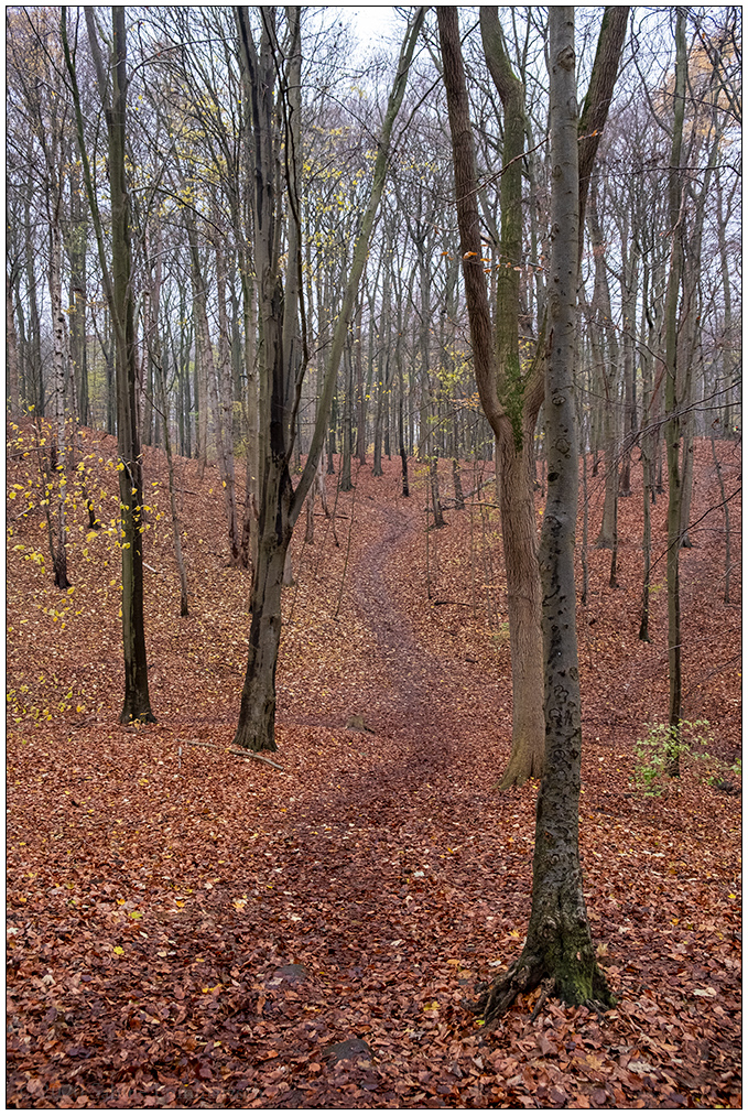 583 Wege im Düsternbrooker Gehölz