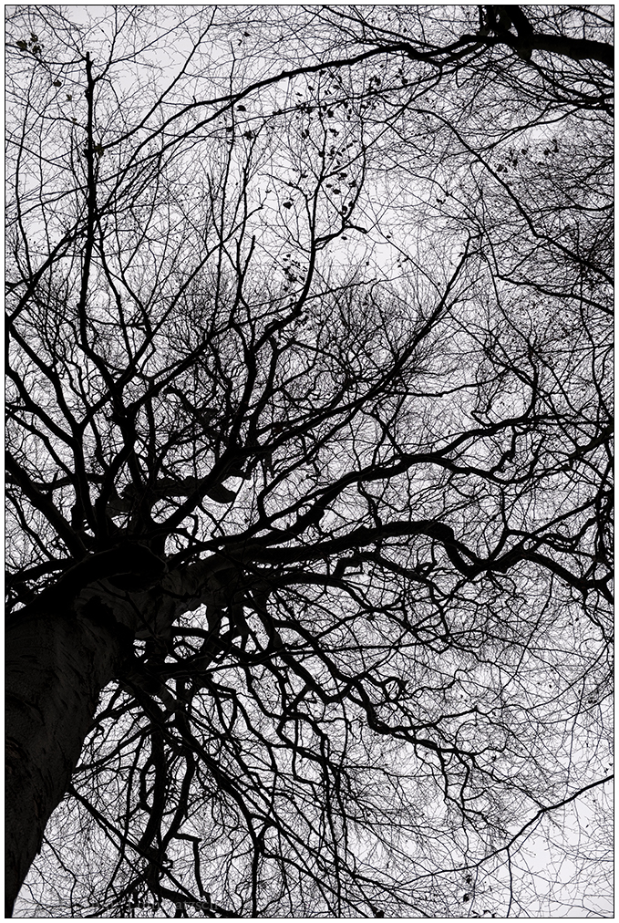 589 Blick nach oben III