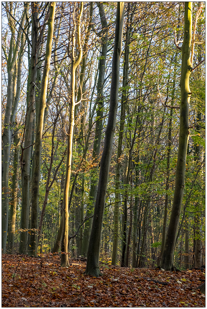 595 Herbstsonne