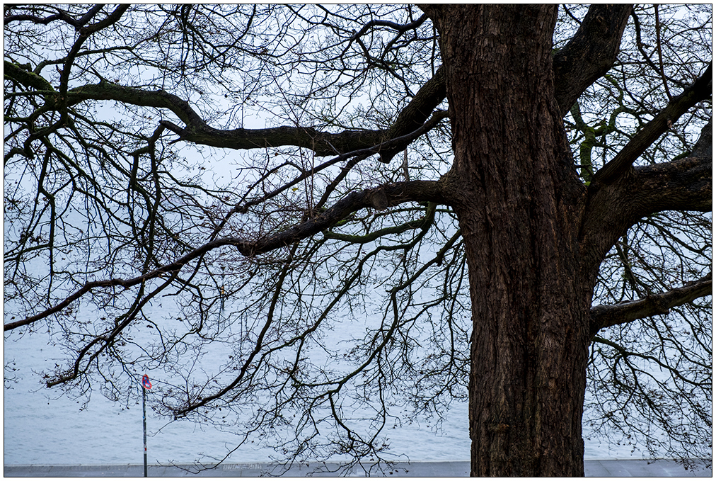 599 Baum im Herbst