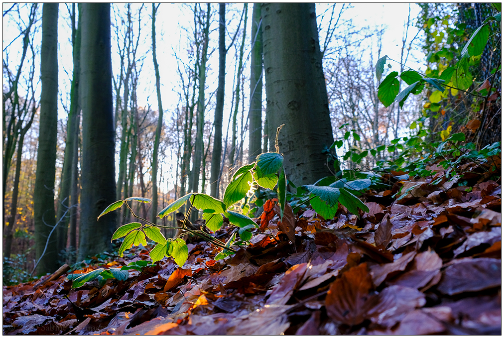 600 Herbstsonne am Waldboden